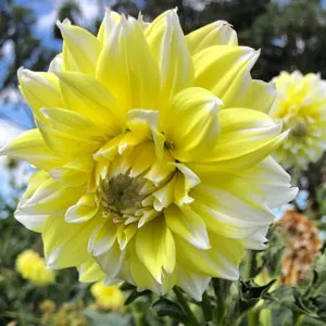 Dahlia Lemon Snow Dahlia Lemon Snow