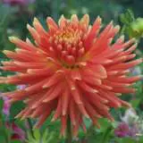 Dahlia Tuscany Pkdahtus - Garden Express Australia