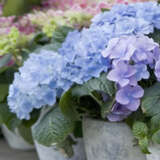 Hydrangea Nikko Dwarf Blue Lpohydnik - Garden Express Australia