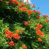 Cape Honeysuckle Lpocaphsu - Garden Express Australia