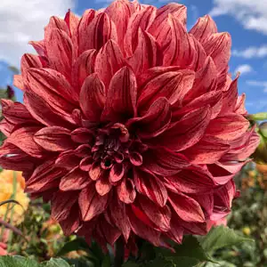 Dahlia Tiger Bey Dahlia Tiger Bey