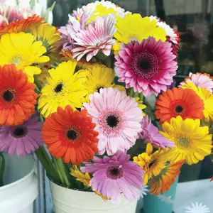 Gerbera Mixed Gerbera Mixed