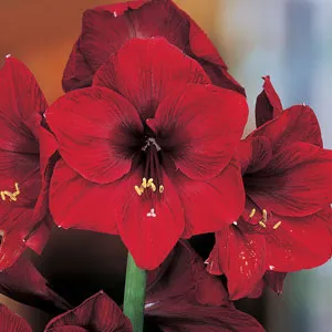 Hippeastrum Premiere Hippeastrum Premiere