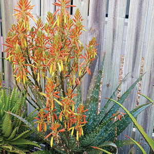 Aloe Spots N Dots Tm 100mm Pot Aloe Spots N Dots Tm 100mm Pot
