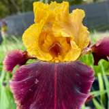 Bearded Iris Gambler Pkbirgam - Garden Express Australia