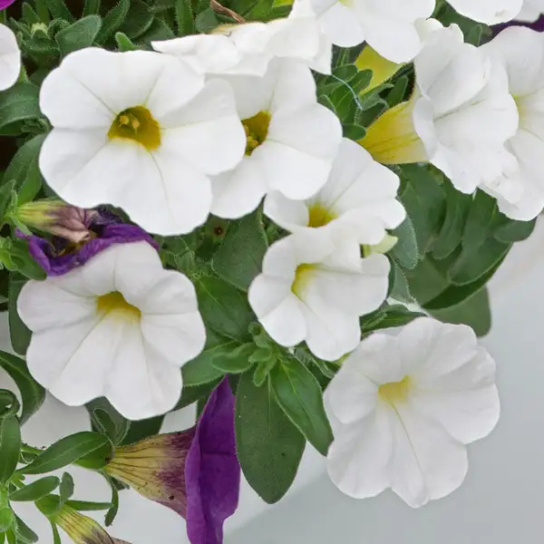 Calibrachoa Calipetite White Calibrachoa Calipetite White