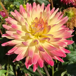 Dahlia Mountain Aurora Dahlia Mountain Aurora