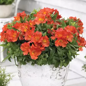 Princess Lily Amina (Pbr) Princess Lily Amina (Pbr)