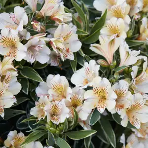 Princess Lily Fabiana (Pbr) Bunch Of Blooms