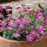 Brachyscombe Radiant Magenta Pplbrarma - Garden Express Australia
