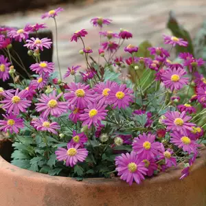 Brachyscome Radiant Magenta 50mm Brachyscome Radiant Magenta 50mm