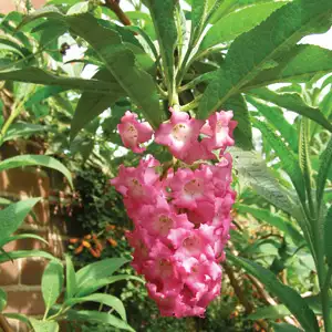 Buddleja Colvilei Buddleja Colvilei