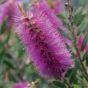 Callistemon Purple Cloud Callistemon Purple Cloud