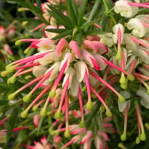 Grevillea Hills Jubilee Grevillea Hills Jubilee