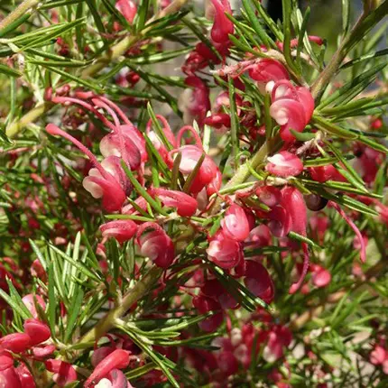 Grevillea Cherry Ripe Grevillea Cherry Ripe