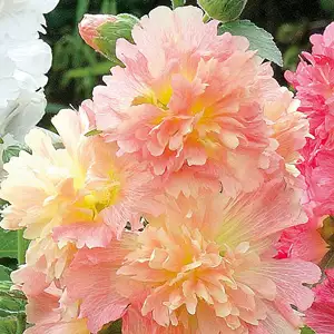 Hollyhock Spring Celebrities Apricot Hollyhock Spring Celebrities Apricot