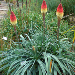 Kniphofia Caulescens Kniphofia Caulescens