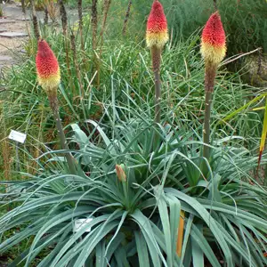 Kniphofia Caulescens Kniphofia Caulescens