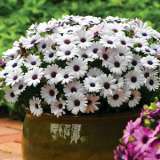 Osteospermum Akila White Pplostawh - Garden Express Australia