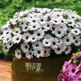 Osteospermum Akila White Pplostawh - Garden Express Australia