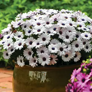Osteospermum Akila White Osteospermum Akila White