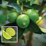 Tahitian Lime 165mm