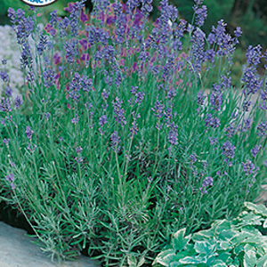 Seed – Lavender English Dwarf Seed – Lavender English Dwarf