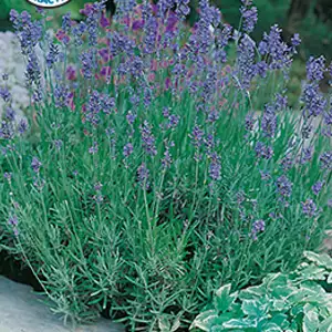 Seed – Lavender English Dwarf Seed – Lavender English Dwarf