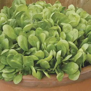 Seed – Spinach Lazio F1 Seed – Spinach Lazio F1