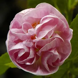 Abutilon Victorian Lady Abutilon Victorian Lady