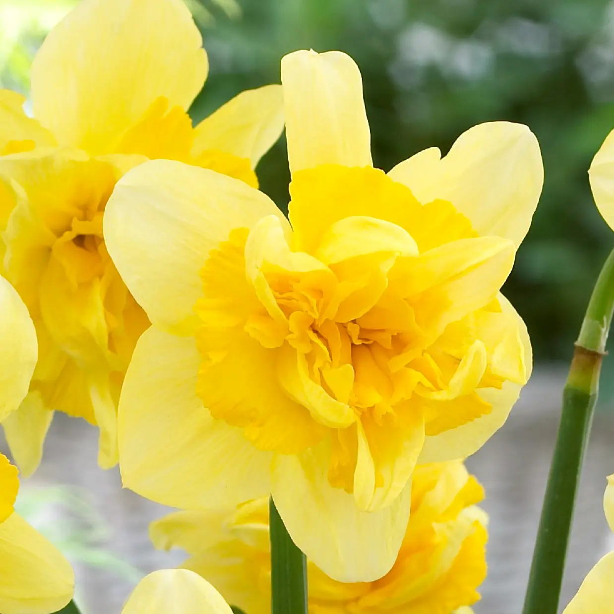 Daffodil Safina