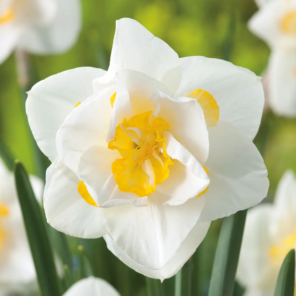 Daffodil White Lion Daffodil White Lion