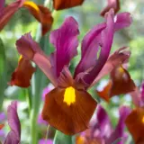 Dutch Iris Red Ember Dutch Iris Red Ember