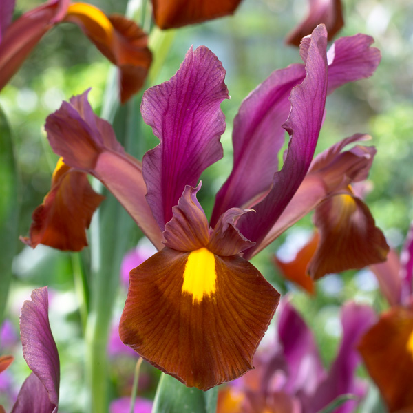 Dutch Iris Red Ember Dutch Iris Red Ember