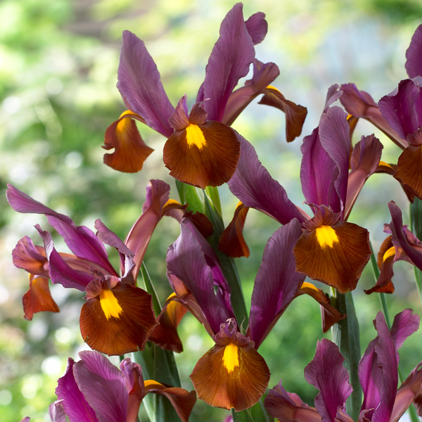 Dutch Iris Red Ember Dutch Iris Red Ember