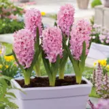 Hyacinth Fondant Hyacinth Fondant