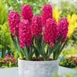 Hyacinth Jan Bos Hyacinth Jan Bos
