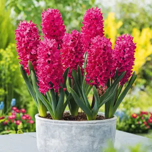 Hyacinth Jan Bos Hyacinth Jan Bos