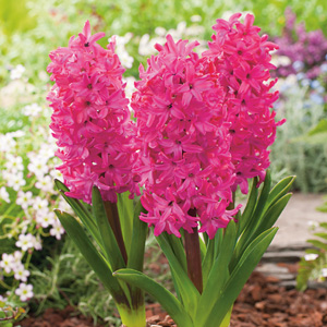 Hyacinth Jan Bos