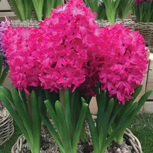 Hyacinth Jan Bos Hyacinth Jan Bos