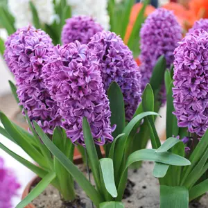 Hyacinth Splendid Cornelia Hyacinth Splendid Cornelia