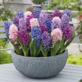 Hyacinth Spring Pastels Blend Hyacinth Spring Pastels Blend
