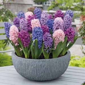 Hyacinth Spring Pastels Blend Hyacinth Spring Pastels Blend
