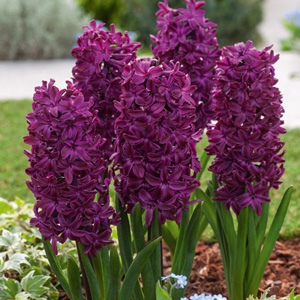 Hyacinth Woodstock