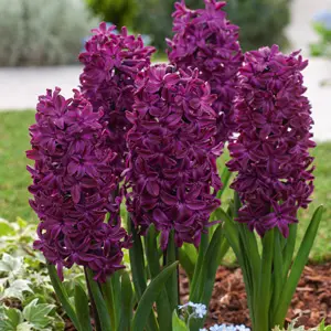 Hyacinth Woodstock Hyacinth Woodstock