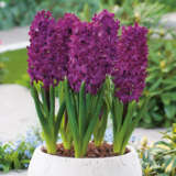 Hyacinth Woodstock
