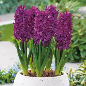 Hyacinth Woodstock Hyacinth Woodstock