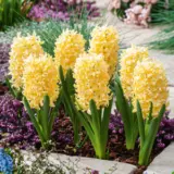 Hyacinth Yellowstone Hyacinth Yellowstone