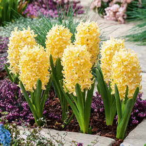 Hyacinth Yellowstone Hyacinth Yellowstone