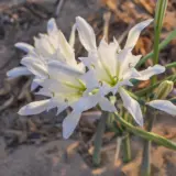 Sea Daffodil Sea Daffodil